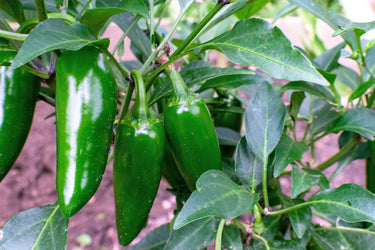 400 HOT JALAPENO PEPPER Capsicum Annuum Mexican Chili Vegetable Seeds